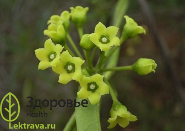 Кондуранго – это экзотический кустарник, представляющий собой изящную лиану, вьющуюся и взбирающуюся по деревьям. Ствол растения может достигать 10 см в толщину. Молодые ползучие ветви кондуранго покрыты войлочным пушком оливкового, а иногда и бурого цвета. Растение стало известным благодаря кондурангину – горечам, содержащимся в коре кондуранго. Кора этого кустарника улучшает работу желудочно-кишечного тракта, снимает боли при раке желудка.
Кондуранго