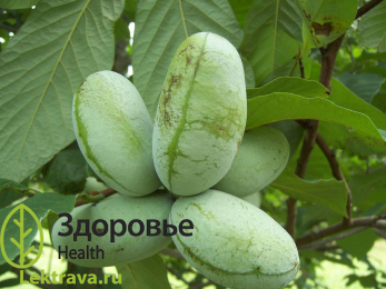 Азимина трехлопастная