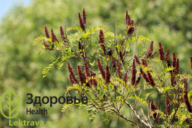 Аморфа кустарниковая
