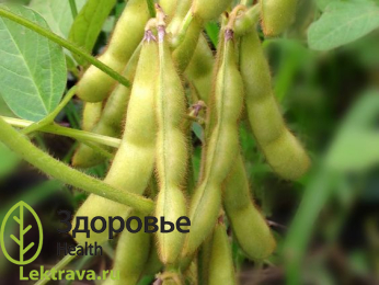 Соя культурная - растение, относящееся к семейству бобовых. Эта культура зародилась в Азии и постепенно распространилась по всему миру. Семена культурной сои, которые обычно называют «соевыми бобами», являются широко распространённым в мире продуктом питания. Из растения производят экстракт тоути (БАД для больных диабетом), это современная разработка японских медиков, одобренная Министром здравоохранения, труда и соцобеспечения Японии).
Соя культурная