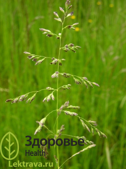 Мятлик луговой