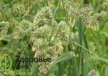 Ежа сборная 