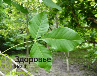 Галипея лекарственная
