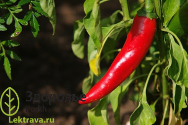 Перец стручковый
