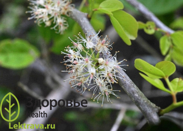 Цинометра