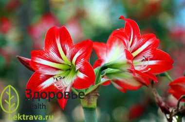 Амариллис