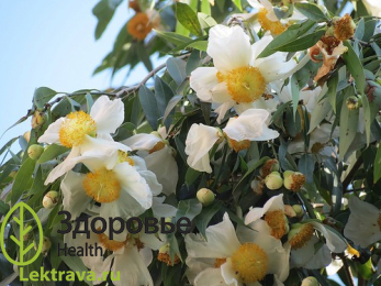 Мезуя железная