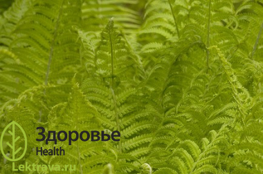 Папоротник мужской