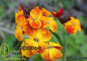 Лакфиоль обыкновенная