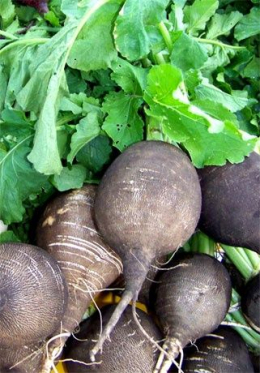 Редька черная