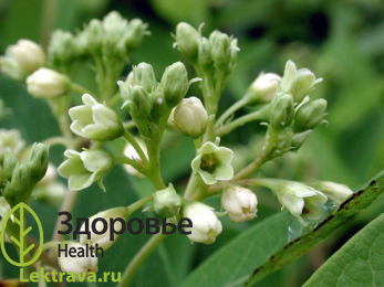 Кутра коноплевая