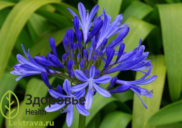 Агапантус