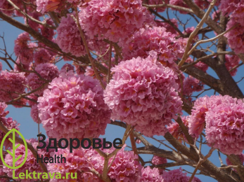 Лапачо