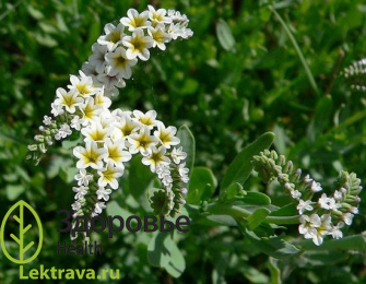 Гелиотроп европейский