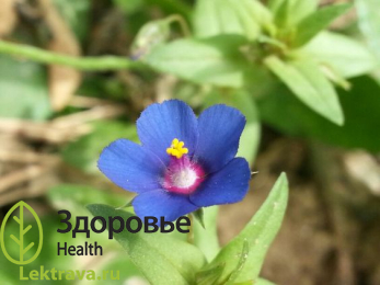 Очный цвет полевой