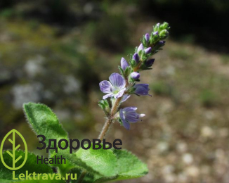 Вероника лекарственная 