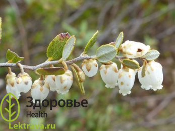 Хамедафне прицветничковая