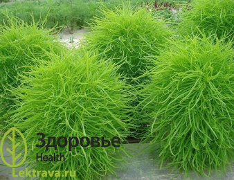 Кохия веничная