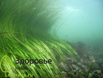 Син.: взморник, морская трава, камка (в переводе с тюркского «пружина»), зостера марина. Зостера морская – многолетняя морская трава с разветвленной корневой системой и высоким травостоем (до 100 см). Растение обитает по всему побережью Черного моря, особенно распространено в Таманском заливе и в районе курорта Анапа. Также встречается на берегах Азовского, Каспийского, Белого и дальневосточных морей. Широко применяется при производстве биологически активных добавок, в косметической и мебельной промышленностях, сельском хозяйстве и строительстве.
Зостера морская