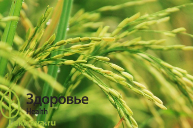 Рис посевной