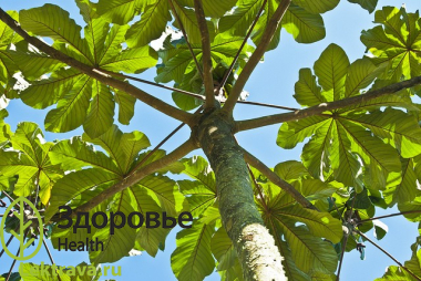 Цекропия щитовидная