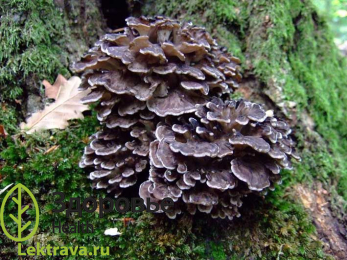 Грифола курчавая