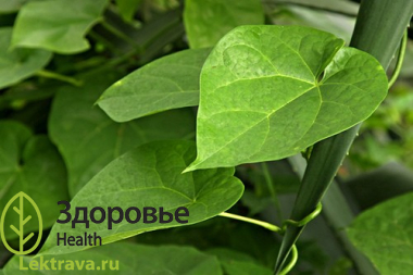 Тиноспора сердцелистная