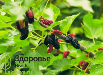 Шелковица
