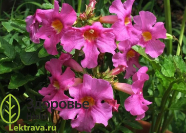 Инкарвиллея