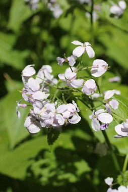 Син.: лунария, лунник многолетний.<br> <br>
Травянистое многолетнее растение, плоды которого напоминают серебряные монетки. Кроме декоративности, растение обладает лечебными свойствами и используется в народной медицине. Лунник оживающий