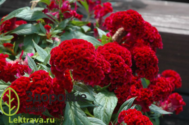 Целозия