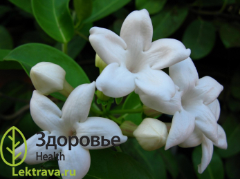 Стефанотис