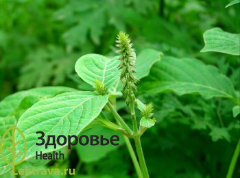 Ахирантес