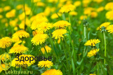 Одуванчик лекарственный