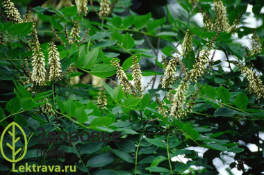 Маакия амурская
