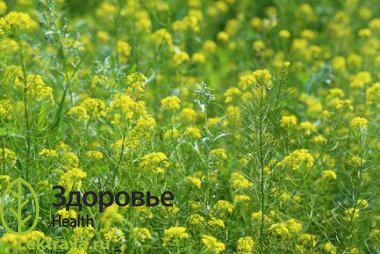 Горчица сарептская