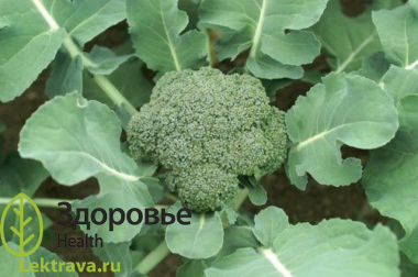 Брокколи