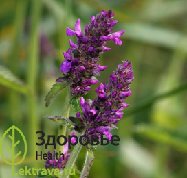 Буквица лекарственная