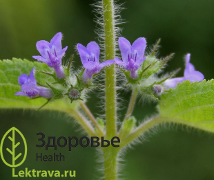 Хиптис