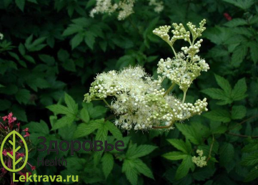 Лабазник вязолистный