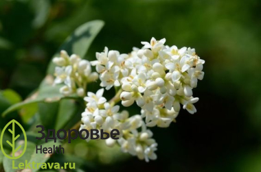 Бирючина обыкновенная