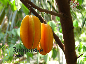 Карамбола