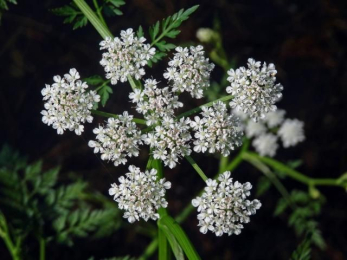 Омежник водный