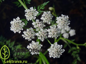Омежник водный