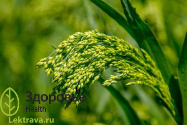 Просо обыкновенное