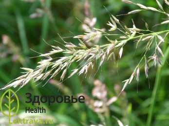 Райграс высокий