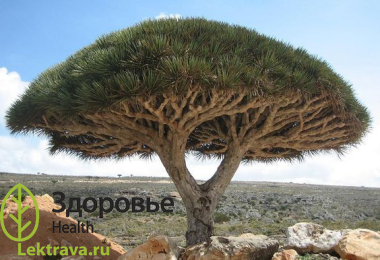 Драконовое дерево
