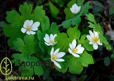 Сангвинария канадская
