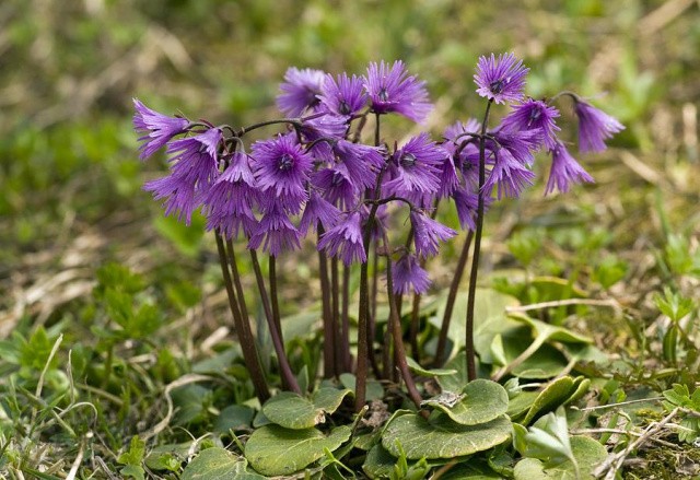 Сольданелла: описание цветка, фото, особенности выращивания | Название сайта