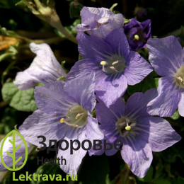 Мандрагора лекарственная